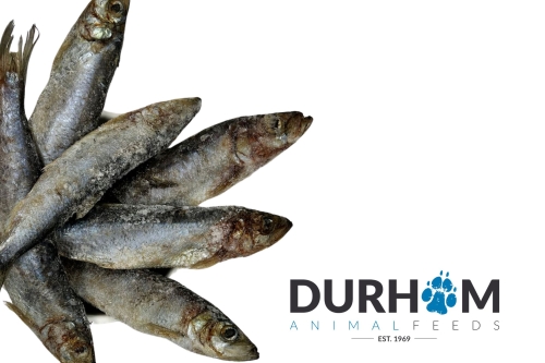 Mackerel - 1kg