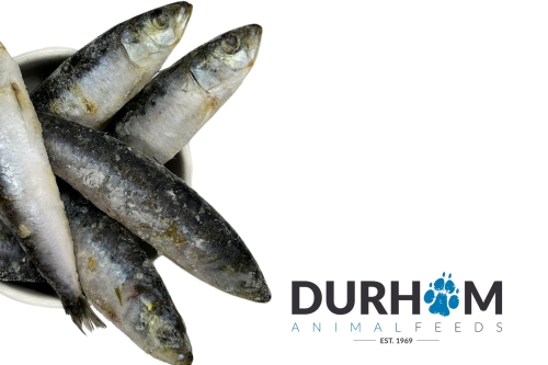 Sardines - 1kg