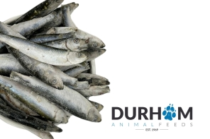 Sprats